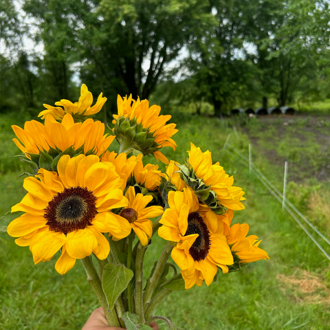 August CSA Flower Subscription