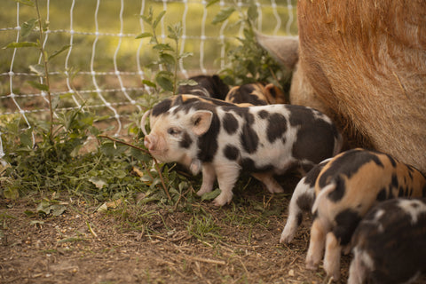 Lake County Littles Mommy & Me Event | Wednesday, October 16th 2024 at First Roots Farm