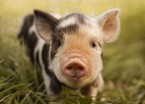 Kunekune Kids