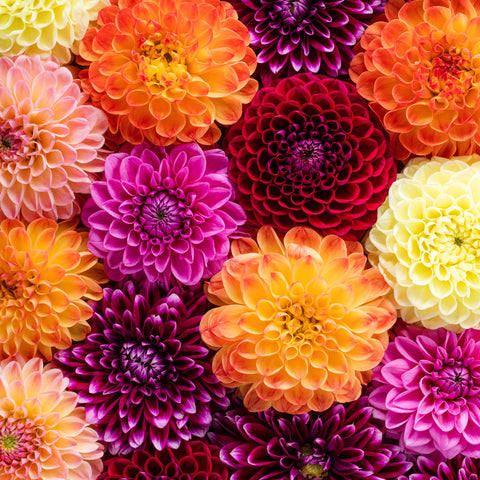 Dahlia Subscription