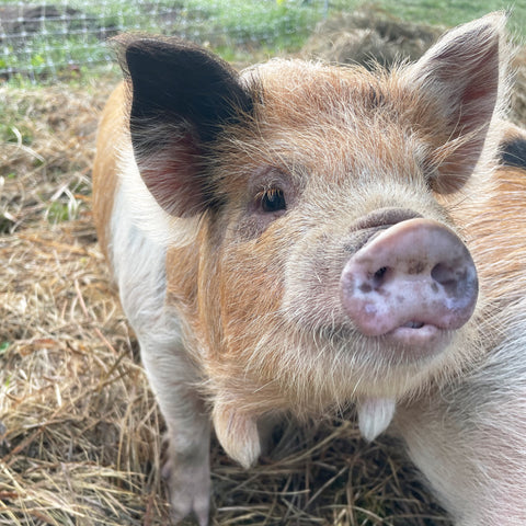 AKKPS Registered Kunekune Piglets