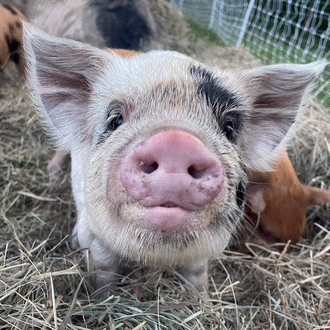 AKKPS Registered Kunekune Piglets