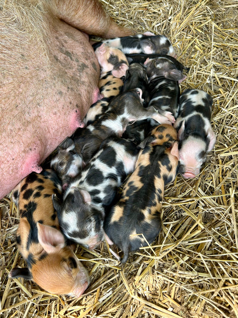 Registered Piglet Deposit