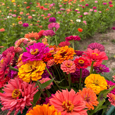 30 Stems | Photography uPick