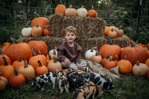 Piglets & Pumpkins