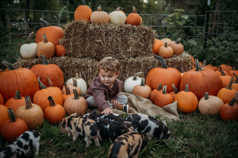 Piglets and Pumpkins